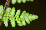 Hairy lipfern